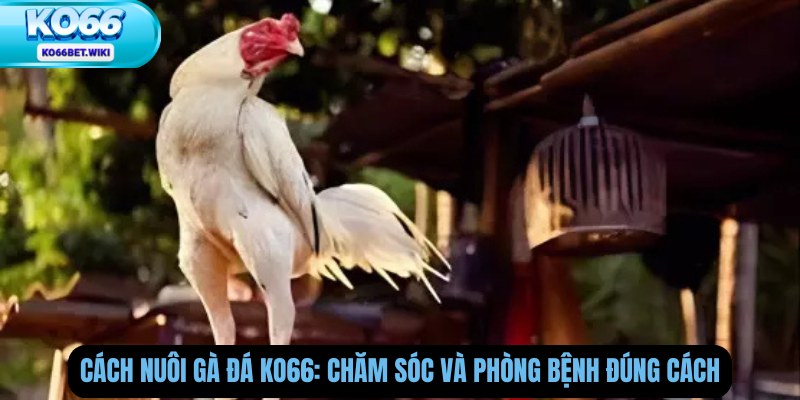 Cách Nuôi Gà Đá Ko66: Chăm Sóc Và Phòng Bệnh Đúng Cách